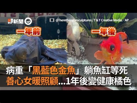 黑牡丹金魚風水|【黑牡丹金魚】欣賞黑牡丹金魚的絢麗魅力 養殖指南。